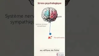 Miniature : Lien corps-esprit : Le stress mental créer de l'inflammation dans nos cellules !