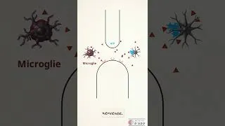 Miniature : La sensibilisation centrale : quand la douleur devient chronique à cause de l'inflammation !