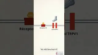 Miniature : La sensibilisation périphérique : quand la douleur devient chronique à cause de l'inflammation !