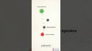 Miniature : Le stress, physiquement, peut augmenter ou baisser le ressenti de la douleur