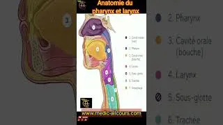 Miniature : Anatomie du pharynx et larynx #anatomie