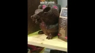 Miniature : Le rat au chocolat