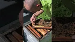 Miniature : Ma PASSION pour les ABEILLES #beekeeping  #homesteading #nature #simplelife