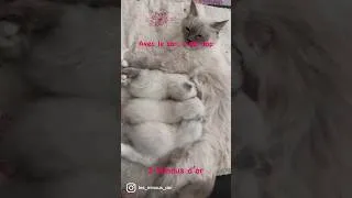 Miniature : Chatons qui têtent et ronronnent. Ronronthérapie, Chats Ragdoll