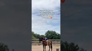 Miniature : La jument d’une vie, de MA vie ❤️#cheval #equitation #horse #amour #viral #complicité #animaux
