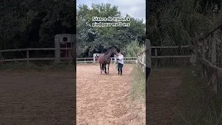 Miniature : Séance de travail à pied #horse #cheval #tap #viral #equitation #animaux #dressage