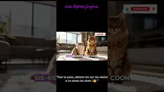 Miniature : Maine Coon ou Sibérien : lequel est fait pour toi ? (extrait)