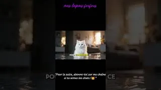 Miniature : Le dernier miaulement : l’histoire émouvante d’un chat persan (extrait)