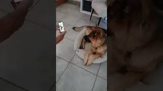 Miniature : My GSD #germanshepherd #puppy #dog