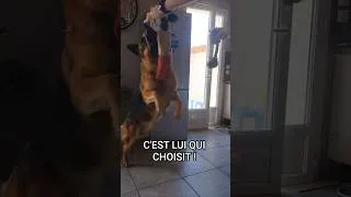 Miniature : Mon chien choisit le sujet de la prochaine vidéo ! 🐕✨ #shorts