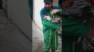 Miniature : La Poule Meusienne avec Valentin Alonzo