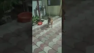 Miniature : PARCELLE PROTÉGÉE PAR MANIX UN PITBULL pour la sécurité à Kinshasa