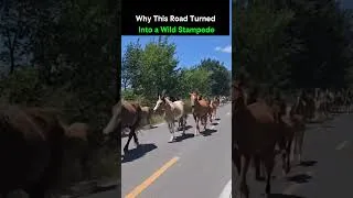 Miniature : Why This Road Turned Into a Wild Stampede
