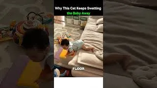 Miniature : Why This Cat Keeps Swatting the Baby Away