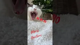 Miniature : Joyeux Noël !!