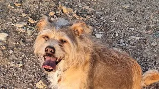 Miniature : La chienne de mgo qui en peut plus 😁🐶🐕