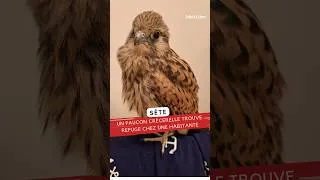 Miniature : "Il s’est posé sur mon lit"