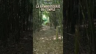 Miniature : ⛩️ La bambouseraie du Temple #youtubeshorts #temple