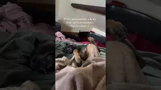 Miniature : C’est quoi votre avis sur la dominance chez le chien ?