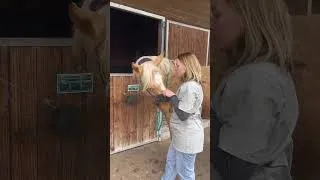 Miniature : Prépare ton cheval à sa première consultation osteo !