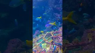 Miniature : #aquarium #nature #france #ocean #brest #poisson #relax #relaxing