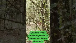 Miniature : 158-Miluline: Je me suis fait "choper" par un Chevreuil en allant chercher ma caméra !