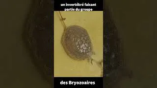 Miniature : 154-Miluline: C'est quoi ce qui flotte dans l'eau du lac?
