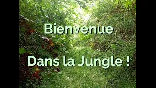 Miniature : 119-Miluline: Entre Jungle et Bosquet !