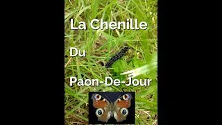 Miniature : 112-Miluline: La Chenille du Paon-de-Jour !