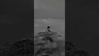 Miniature : L'aigle verrouille, il ne vise pas. Et toi ?