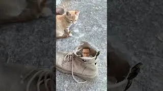 Miniature : Cat funny Prank #prank #funny #viralshorts #shortvideo #creatorsearchinsights #fun