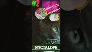Miniature : 3 mini Savoirs étonnant sur les chats #science #youtubeshorts #chats #culture