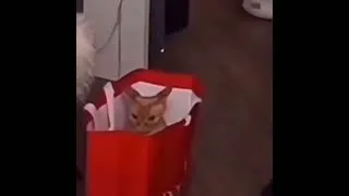 Miniature : 😺