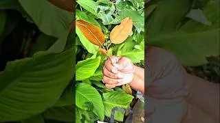 Miniature : Cette feuille remplace ma lotion astringente !