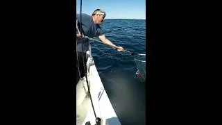 Miniature : peche au lieu jaune en bateau en dérive : Une sacrée journée...