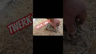 Miniature : Twerk (animalier) ! Tortue câline #tortuga #tortue #twerk