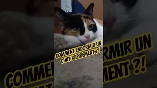 Miniature : Charmeur de chat, mélodie soporifique #catlovers #sleepmusic #berceuse #cajon #guitar