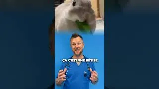 Miniature : j’ai posé vos questions à un vétérinaire !!! 👀🐾