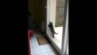 Miniature : Pogba - Laissez-moi rentrer