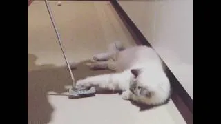 Miniature : CAT LOVING GOLF