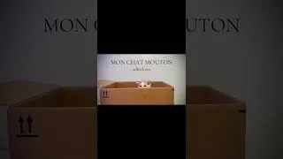 Miniature : Chatons Selkirk rex kittens  cats in the box! Monchatmouton.com  soon available. Bientôt dispo #cat