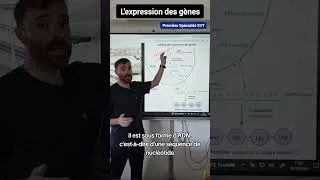 Miniature : L'expression des gènes