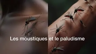 Miniature : Le paludisme : comment se transmet- il et comment se protéger?