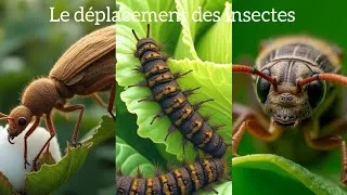 Miniature : Le déplacement chez les insectes