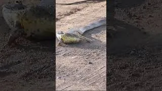 Miniature : snake tries to attack a toad #shorts