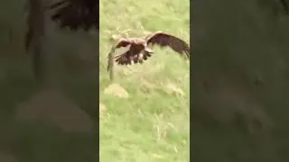 Miniature : Un aigle effectue une attaque aérienne pour attraper un renard #shorts