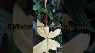 Miniature : Vous voulez acheter un Philodendron Florida Ghost ou vous en avez déjà un ? regarder cette vidéo 🍃