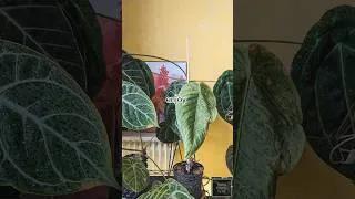 Miniature : je vous montre comment j'arrose mes anthurium et Alocasia en hiver ❄️