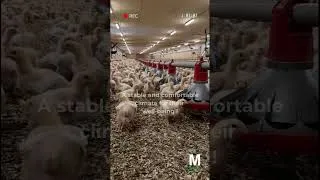 Miniature : EC Motor – Individual (Segmented) Ventilation #farming #agriculture