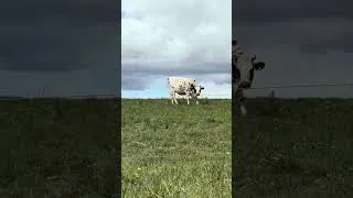 Miniature : j'adore les cheval